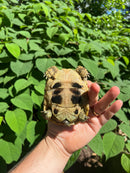 Eastern Hermann's Tortoise Female