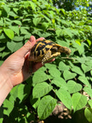 Eastern Hermann's Tortoise Female