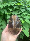 Twist-necked Turtle LTC Male