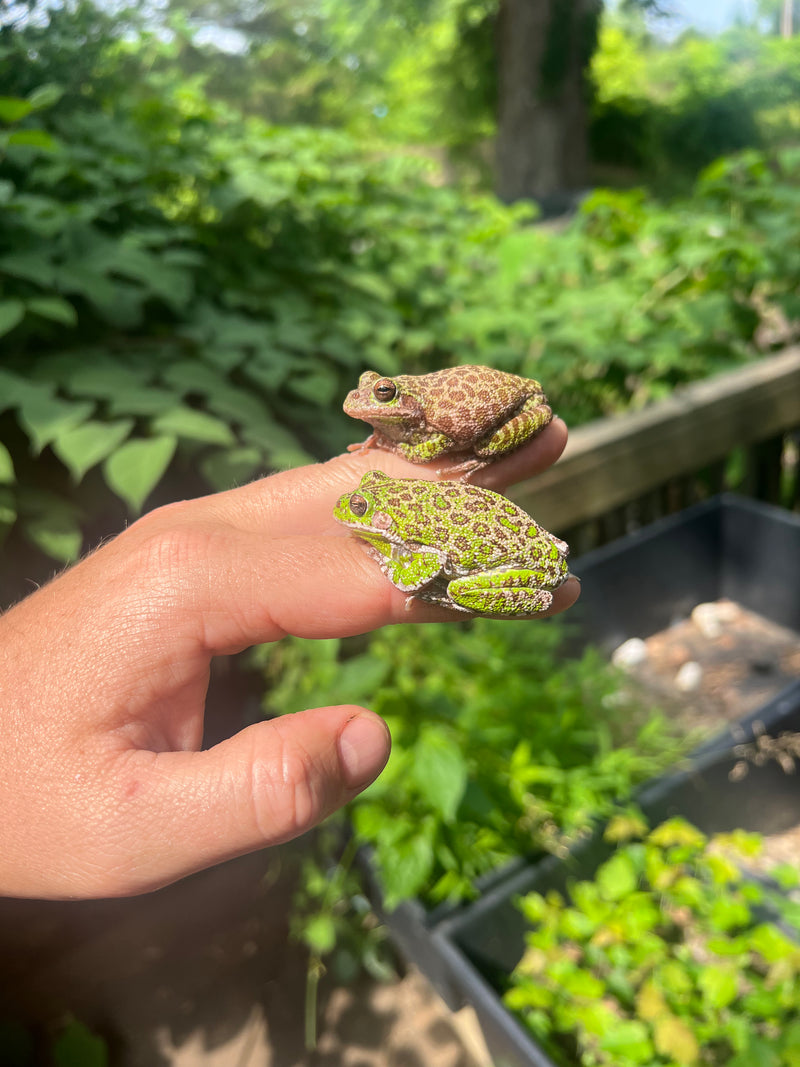 Barking Tree Frog Adults (Dryophytes gratiosus)