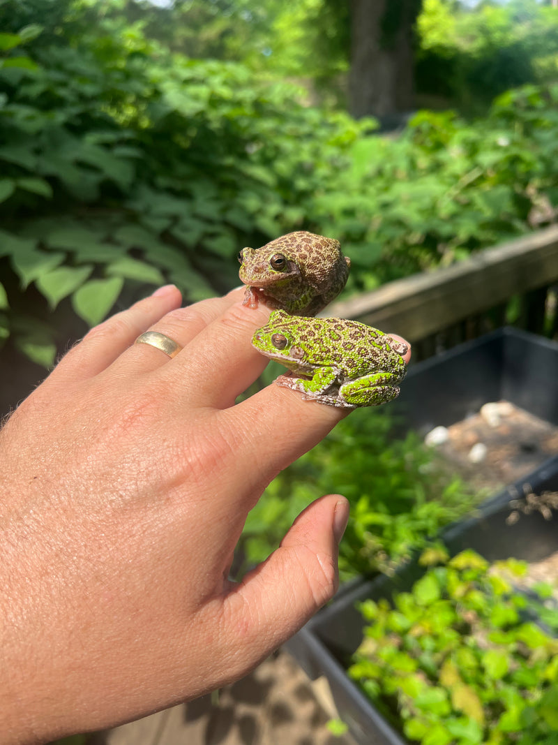 Barking Tree Frog Adults (Dryophytes gratiosus)