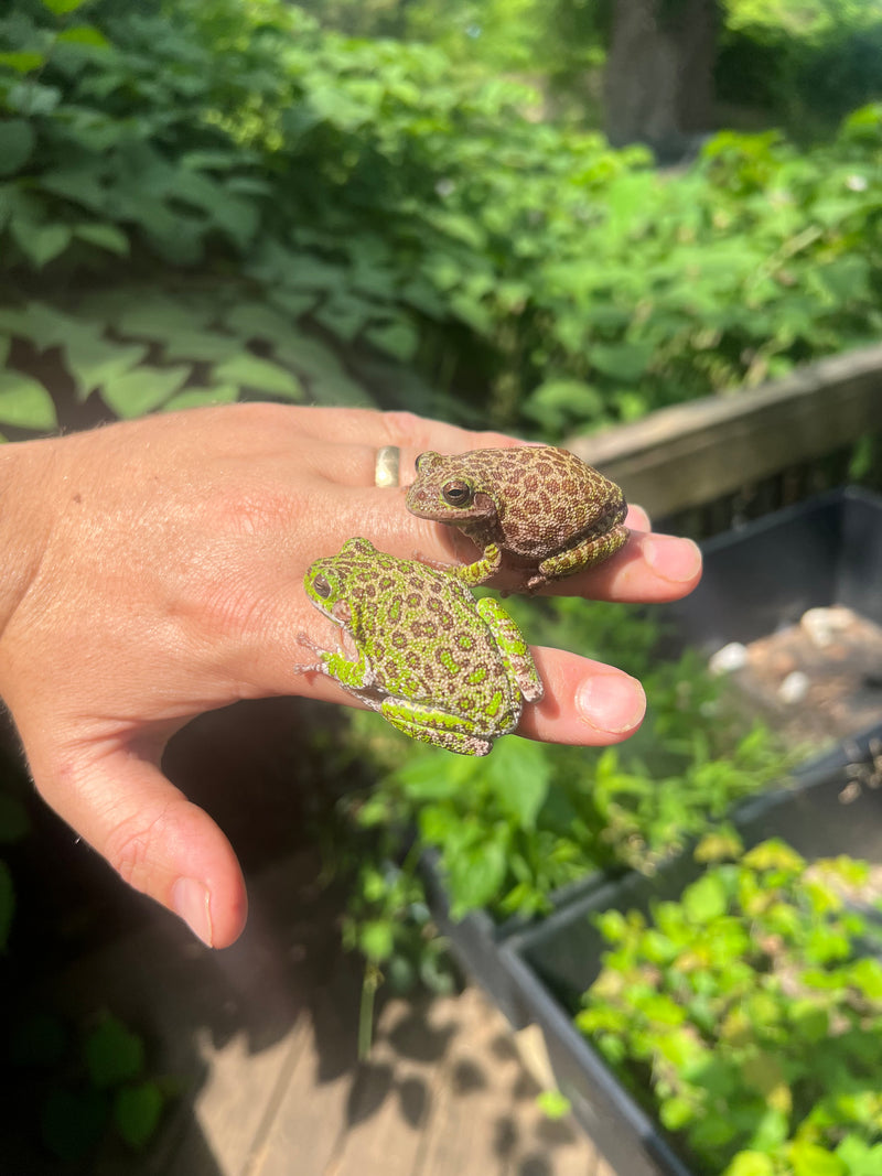 Barking Tree Frog Adults (Dryophytes gratiosus)