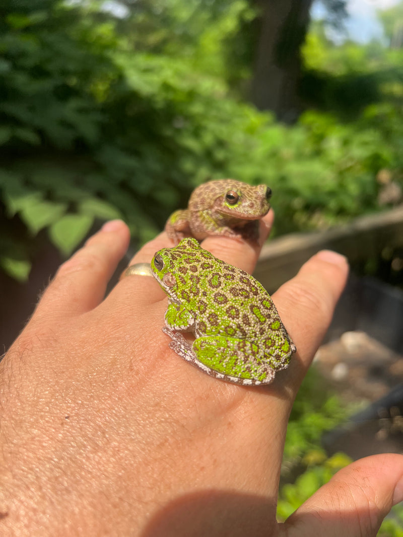 Barking Tree Frog Adults (Dryophytes gratiosus)