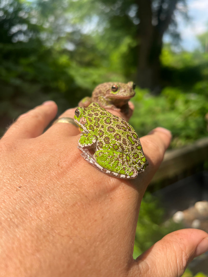 Barking Tree Frog Adults (Dryophytes gratiosus)