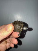 West Coast Pond Turtle Baby