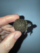 West Coast Pond Turtle Baby