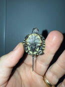 West Coast Pond Turtle Baby