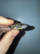 West Coast Pond Turtle Baby