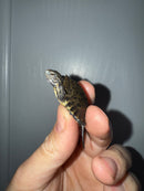 West Coast Pond Turtle Baby