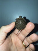 West Coast Pond Turtle Baby