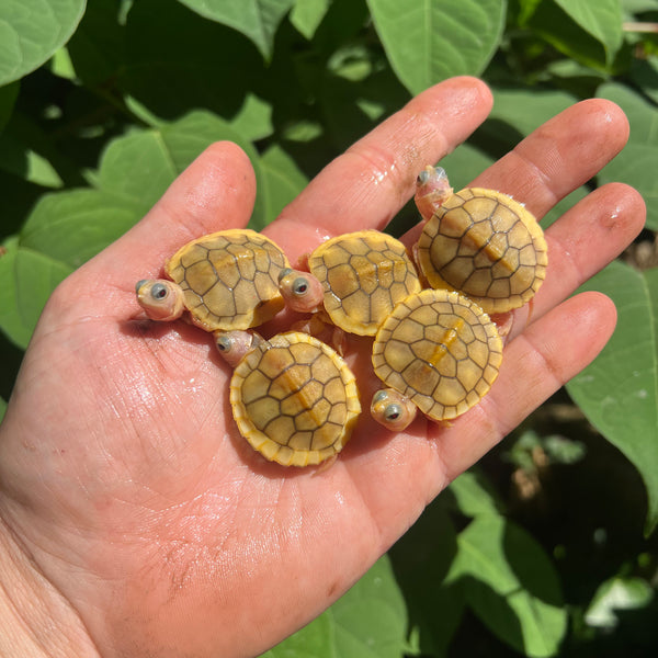 Baby Carmel Red Eared Slider Turtles For Sale American Reptile