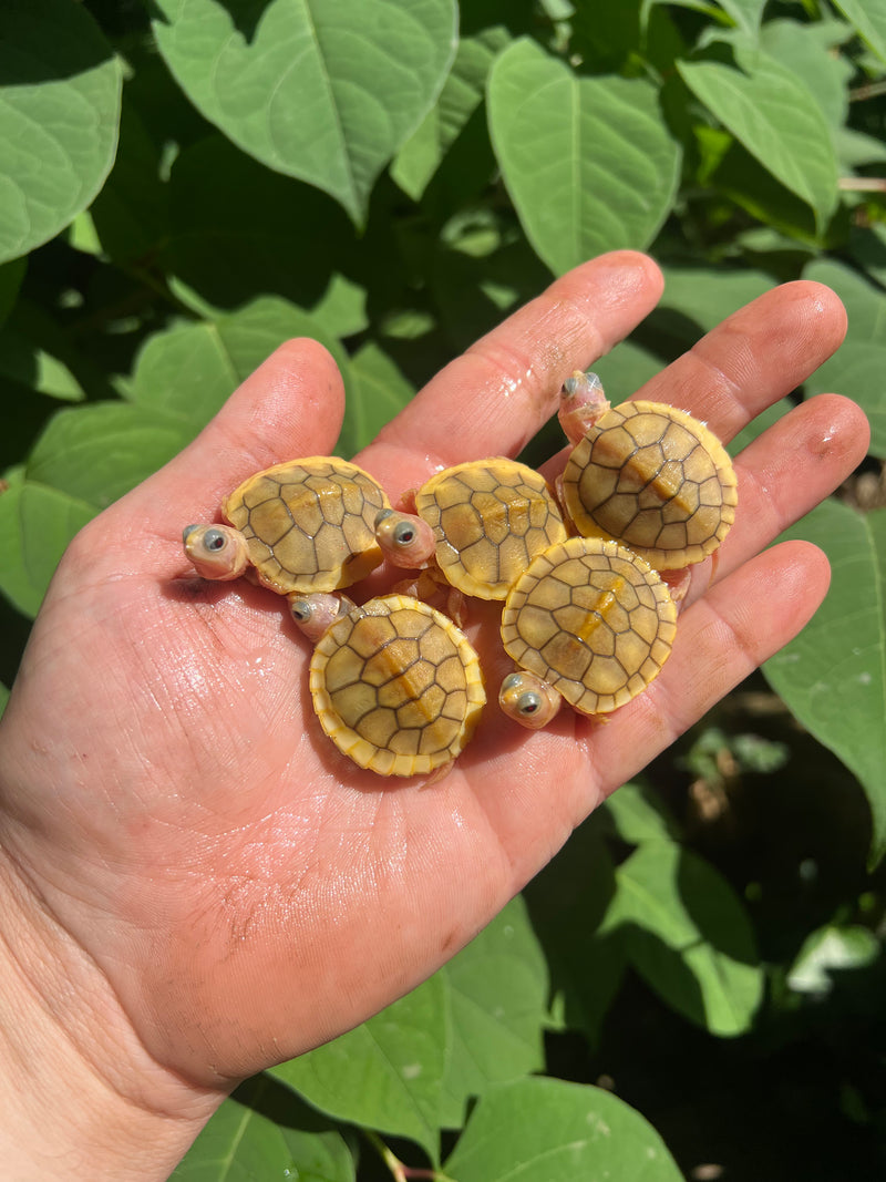 Baby Caramel Pink Albino Red Eared Slider Turtle (Trachemys elegans)