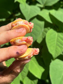 Baby Snow Red Eared Slider Turtle (Trachemys elegans)