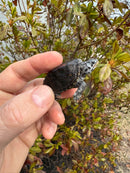 Hi White Concentric Diamondback Terrapin 2025