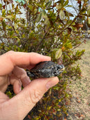 Hi White Concentric Diamondback Terrapin 2025
