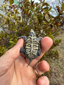 Hi White Concentric Diamondback Terrapin 2025