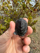 Hi White Concentric Diamondback Terrapin 2025