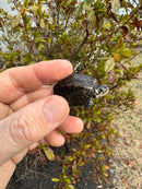 Hi White Concentric Diamondback Terrapin 2025