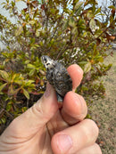 Hi White Concentric Diamondback Terrapin 2025