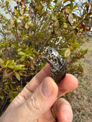 Hi White Concentric Diamondback Terrapin 2025