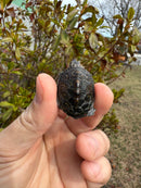 Hi White Concentric Diamondback Terrapin 2025