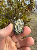 Hi White Concentric Diamondback Terrapin 2025