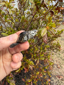 Hi White Concentric Diamondback Terrapin 2025