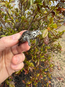 Hi White Concentric Diamondback Terrapin 2025