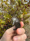 Hi White Concentric Diamondback Terrapin 2025