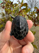 Hi White Concentric Diamondback Terrapin 2025