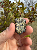 Hi White Concentric Diamondback Terrapin 2025