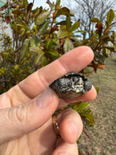 Hi White Concentric Diamondback Terrapin 2025