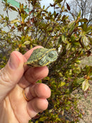 Mitch Clown Red Eared Slider Turtle