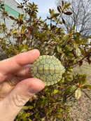 Mitch Clown Red Eared Slider Turtle