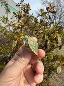 Mitch Clown Red Eared Slider Turtle