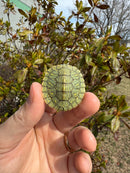 Mitch Clown Red Eared Slider Turtle