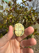 Mitch Clown Red Eared Slider Turtle