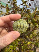 Mitch Clown Red Eared Slider Turtle