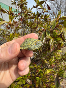 Mitch Clown Red Eared Slider Turtle