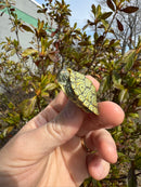 Mitch Clown Red Eared Slider Turtle