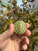 Mitch Clown Red Eared Slider Turtle