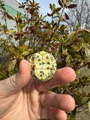 Mitch Clown Red Eared Slider Turtle