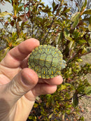 Mitch Clown Red Eared Slider Turtle
