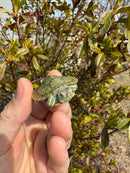 Mitch Clown Red Eared Slider Turtle