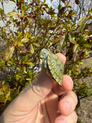 Mitch Clown Red Eared Slider Turtle