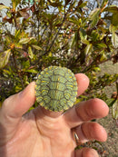 Mitch Clown Red Eared Slider Turtle