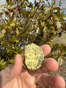 Mitch Clown Red Eared Slider Turtle