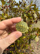 Mitch Clown Red Eared Slider Turtle