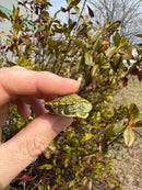 Mitch Clown Red Eared Slider Turtle