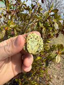 Mitch Clown Red Eared Slider Turtle
